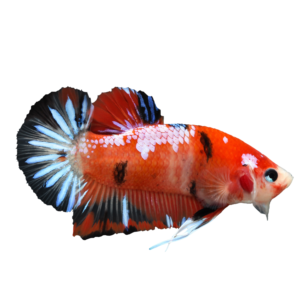 Tags. red clipart betta fish 1977372. 