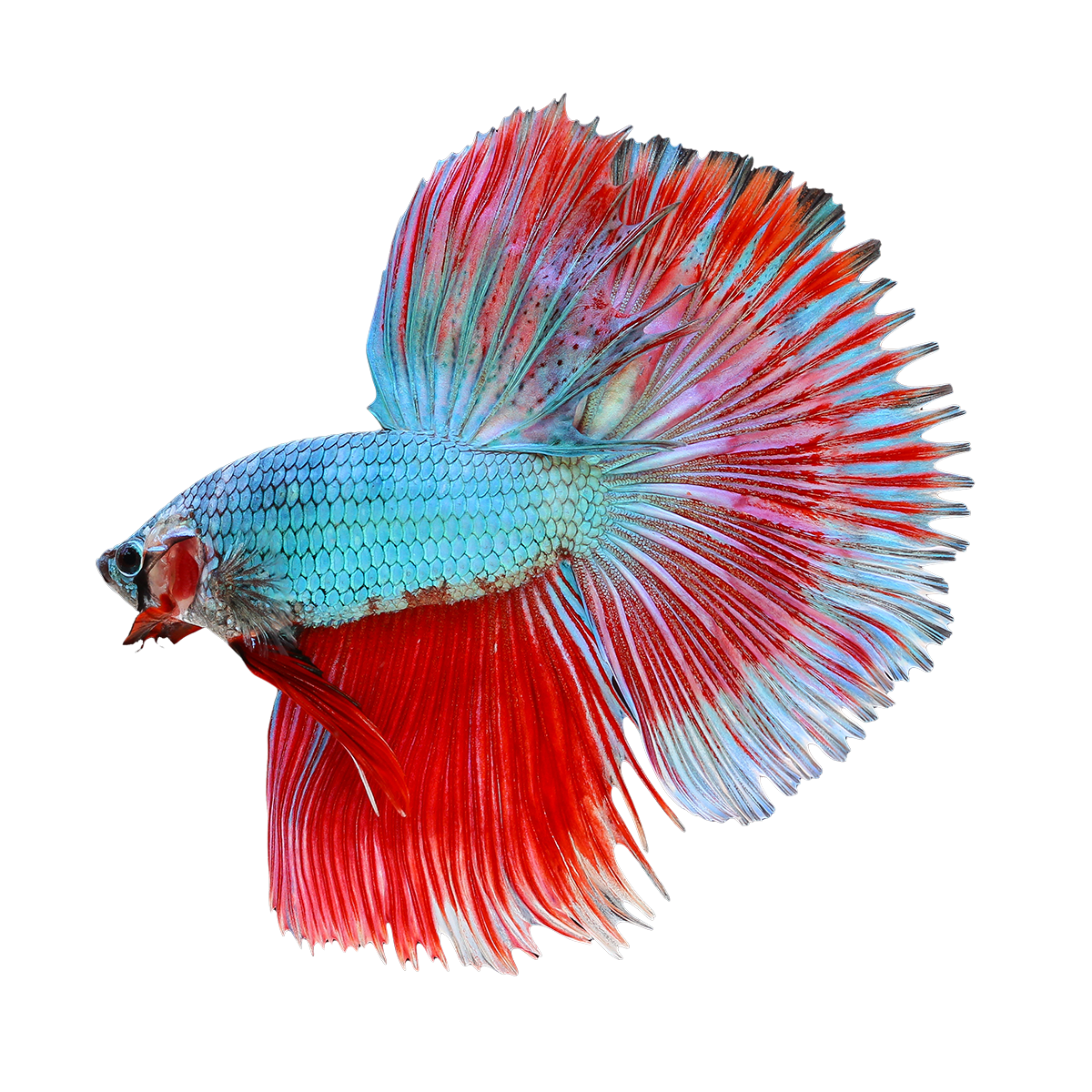 Red clipart betta fish. Live for sale siamese