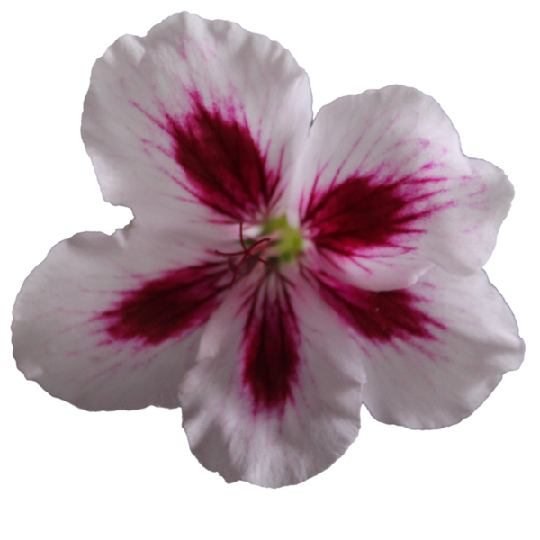 red clipart geraniums