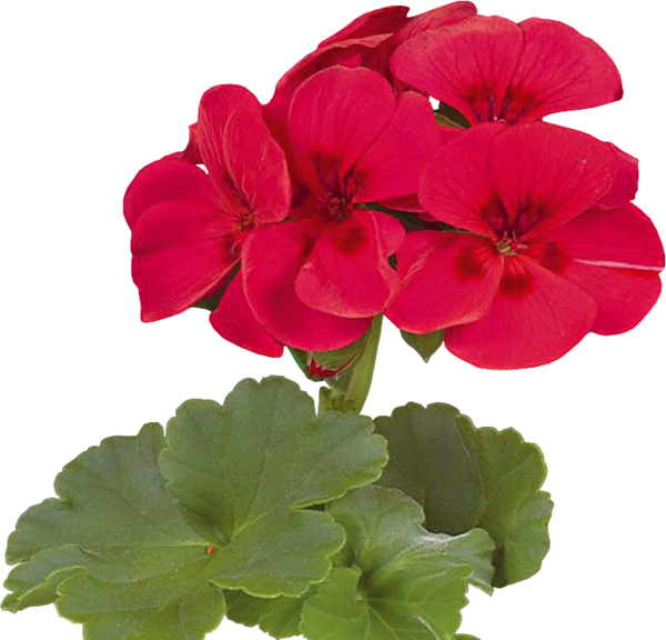 Red clipart geraniums, Red geraniums Transparent FREE for download on