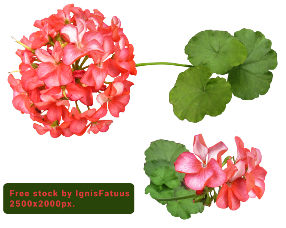 Red clipart geraniums, Red geraniums Transparent FREE for download on