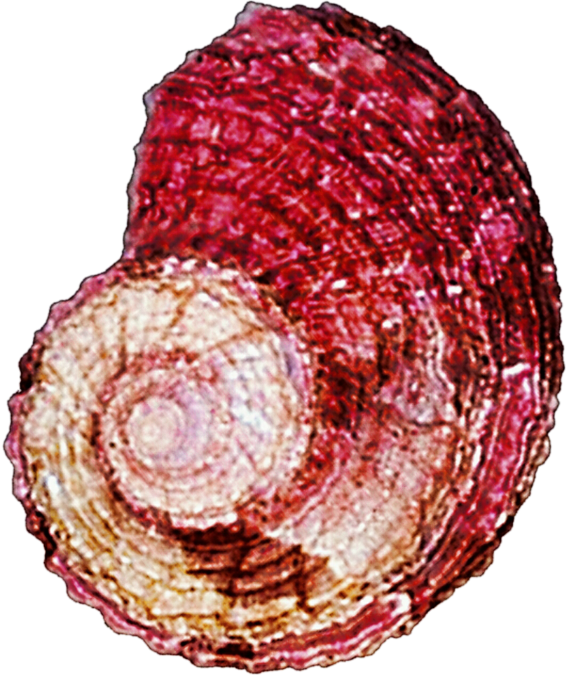 And pink spiral by. Red clipart seashell