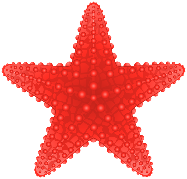 shell clipart starfish