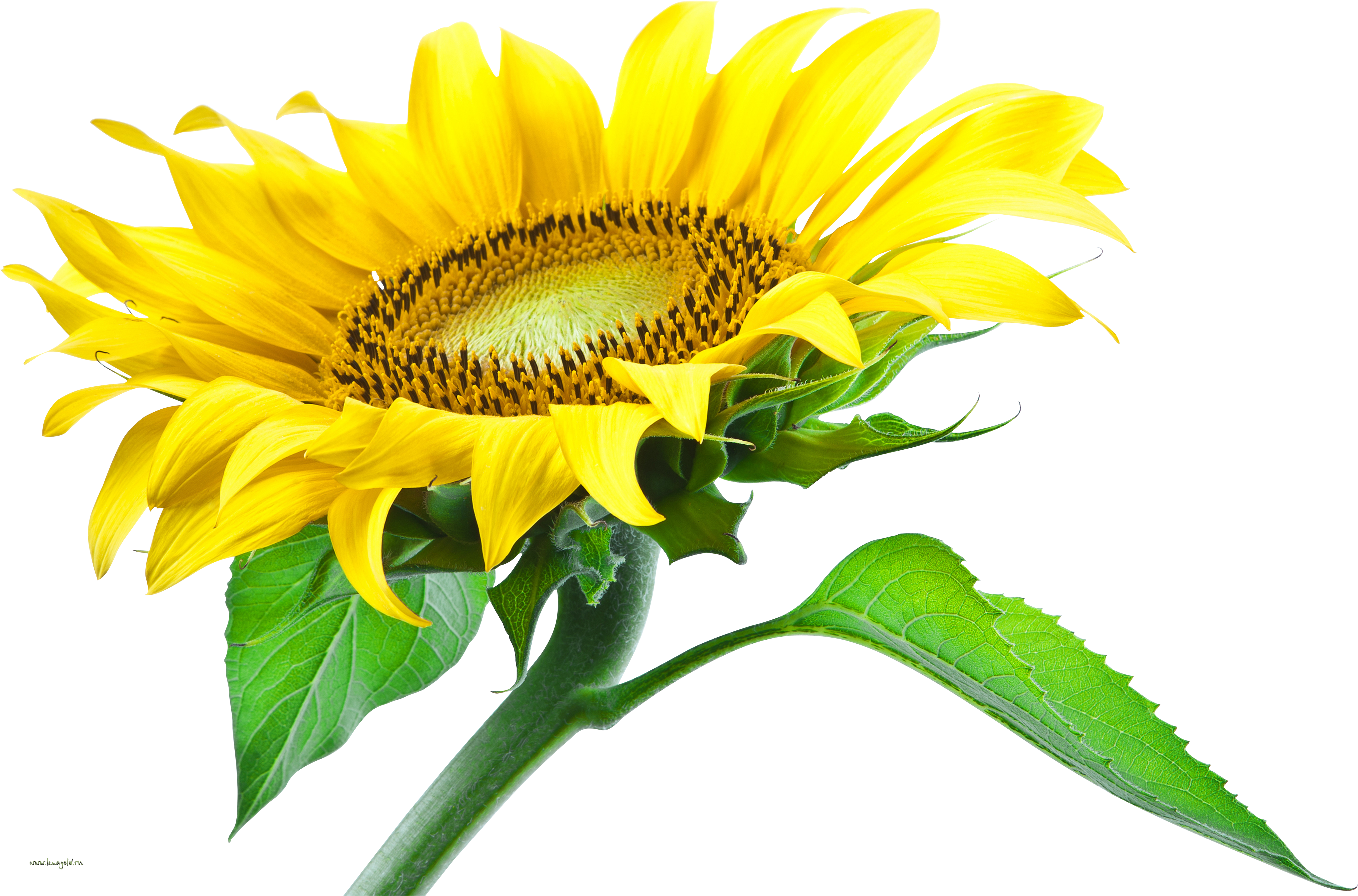 red clipart sunflowers