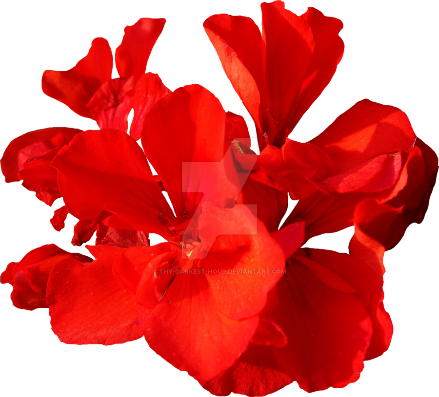  for free download. Red flower png