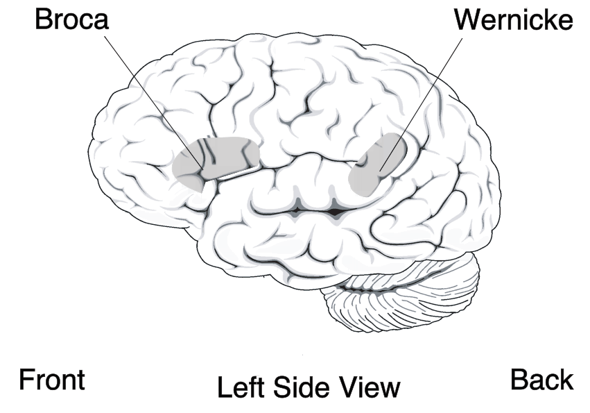 reflection clipart brain