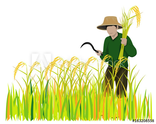 Rice Field ClipArt