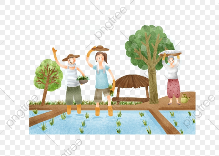 Rice clipart farming. Download for free png