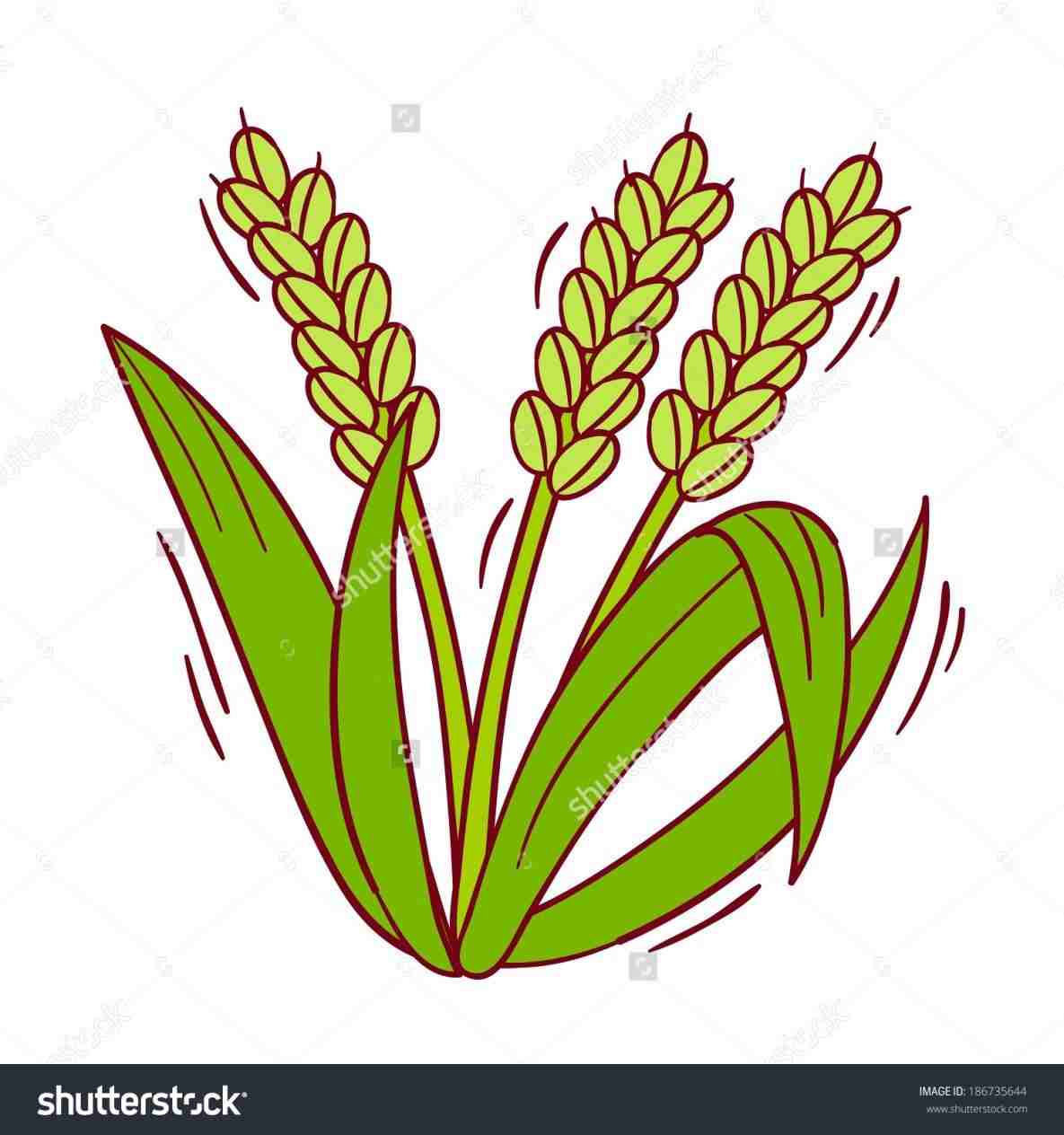 rice clipart plant