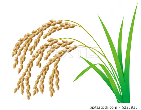 rice clipart rice cultivation