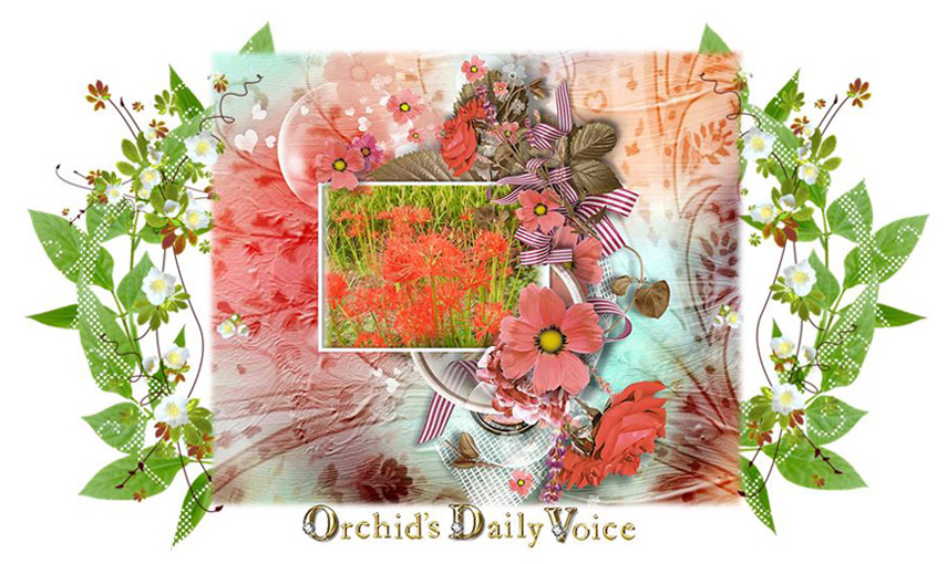 Orchid s daily voice. Rice clipart rice paddy