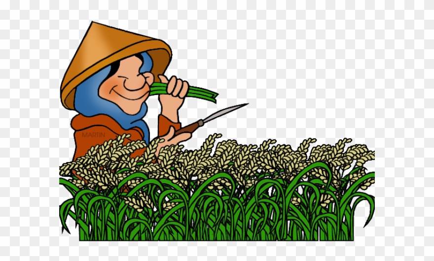 Plant png download . Rice clipart rice plantation