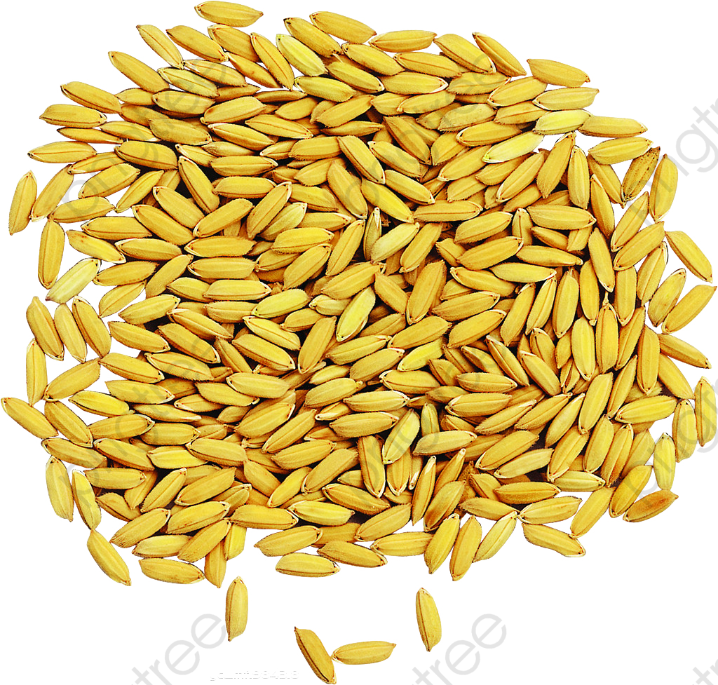 rice clipart rice seed