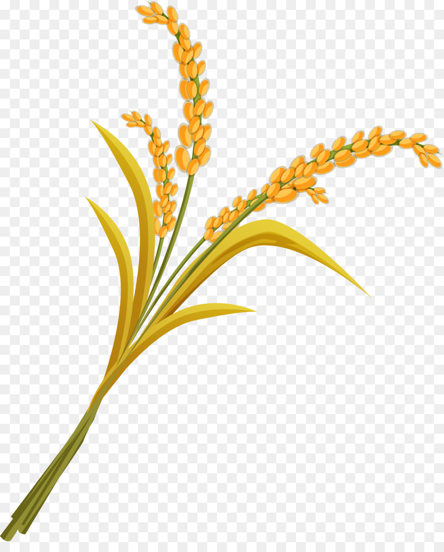 Download clip art . Rice clipart rice stalk