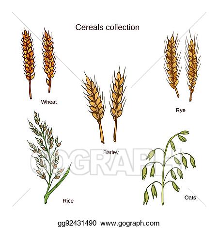 rice clipart wheat stock