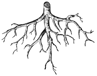 roots clipart