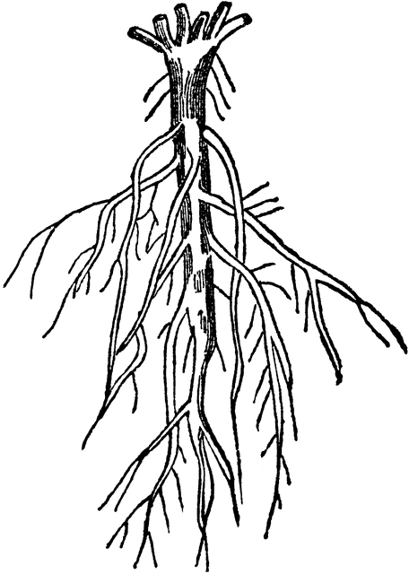 roots clipart coloring