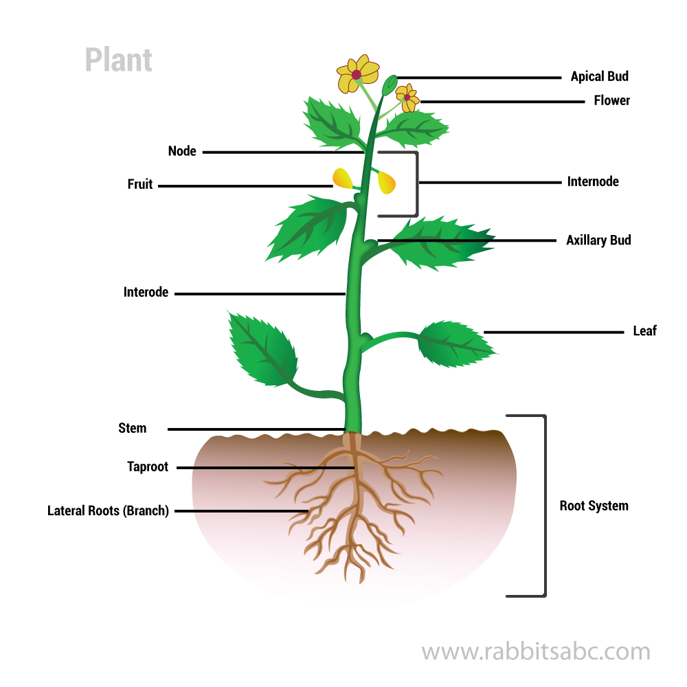 roots clipart edible root