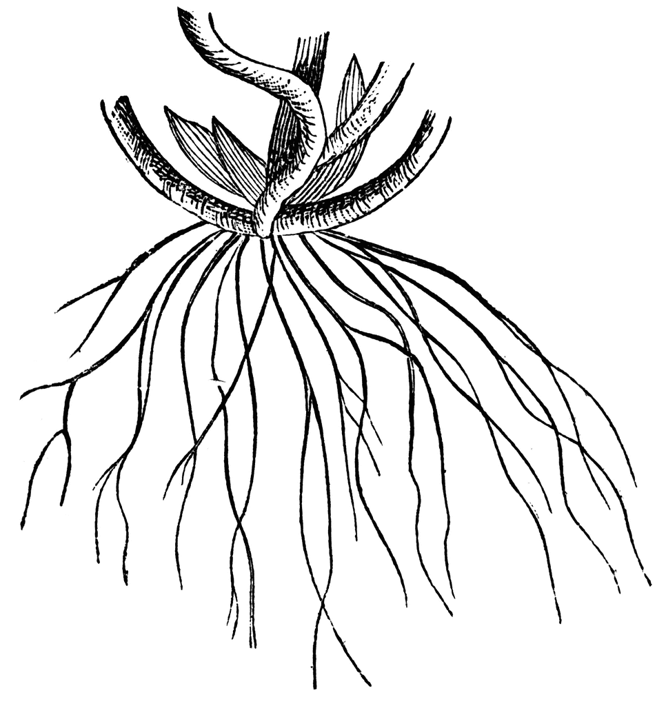 roots clipart fibrous root