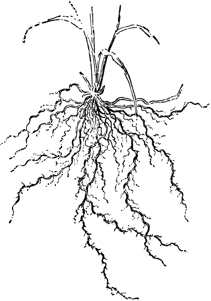 roots clipart fibrous root