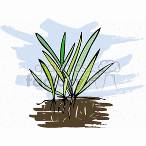 roots clipart grass root