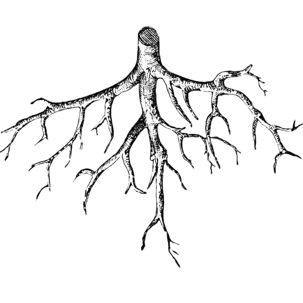 roots clipart illustrated tree