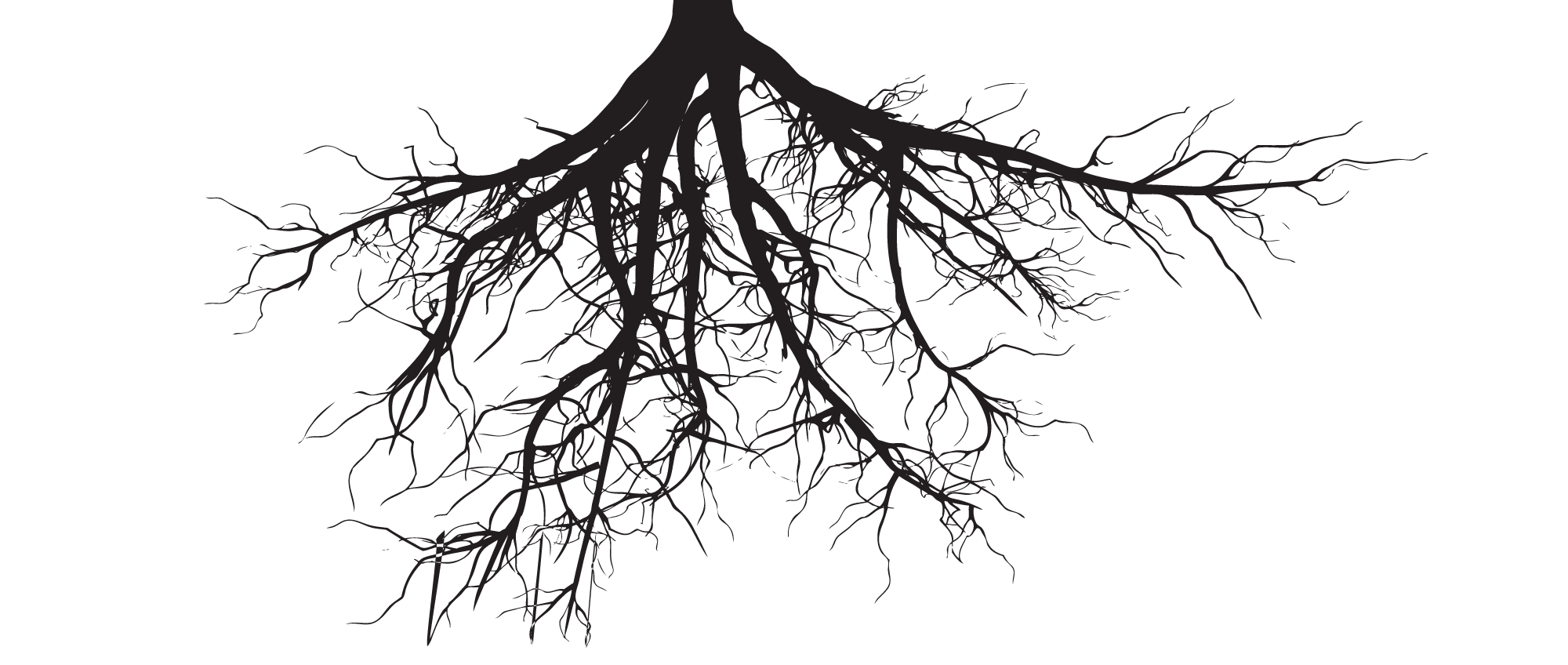 roots clipart pine tree