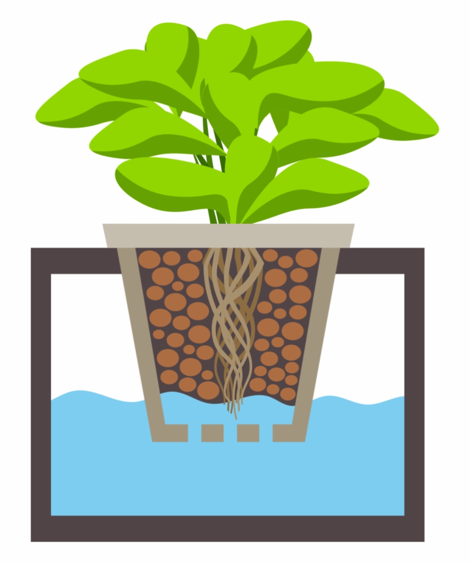 roots clipart plant nutrient