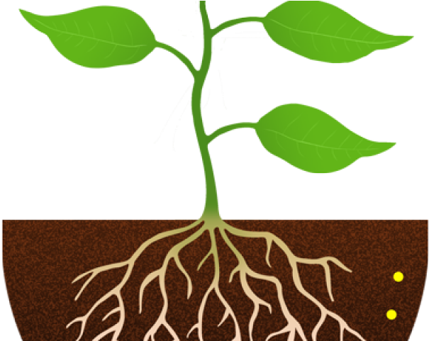 roots clipart plant nutrient roots plant nutrient transparent free for download on webstockreview 2020 roots clipart plant nutrient roots