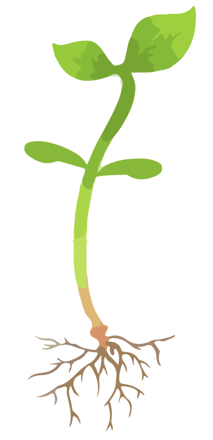 Roots clipart plant root, Roots plant root Transparent FREE for