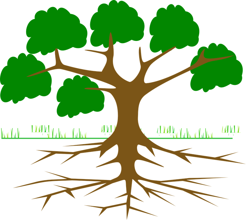 roots clipart root system
