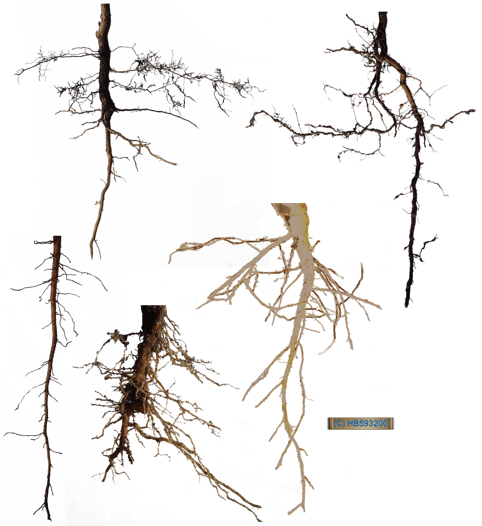 Roots clipart rooted tree, Roots rooted tree Transparent FREE for