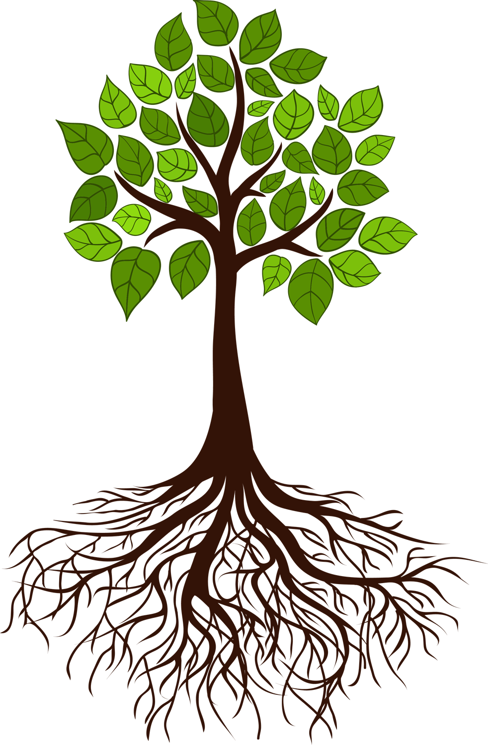Roots clipart rooted tree, Roots rooted tree Transparent FREE for