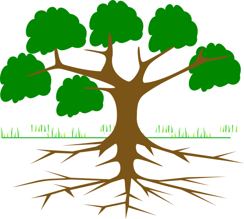 roots clipart seedling