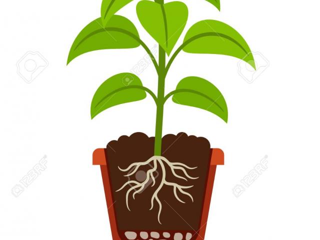 roots clipart soil clipart