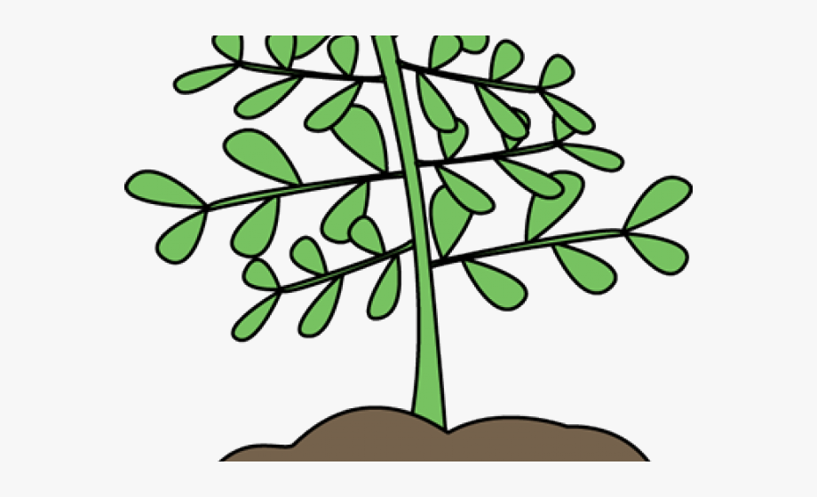 roots clipart stem plant
