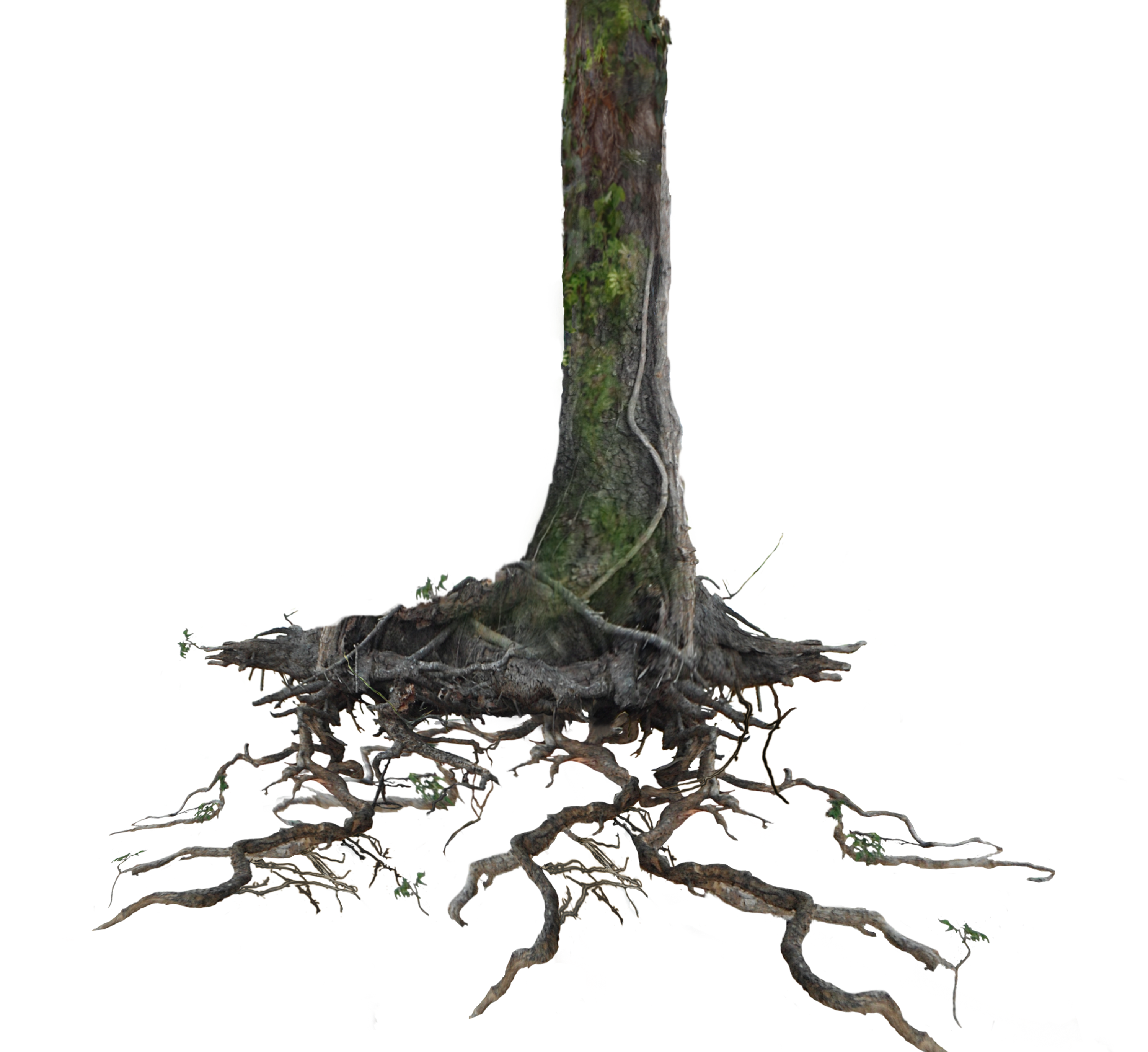 roots clipart stump