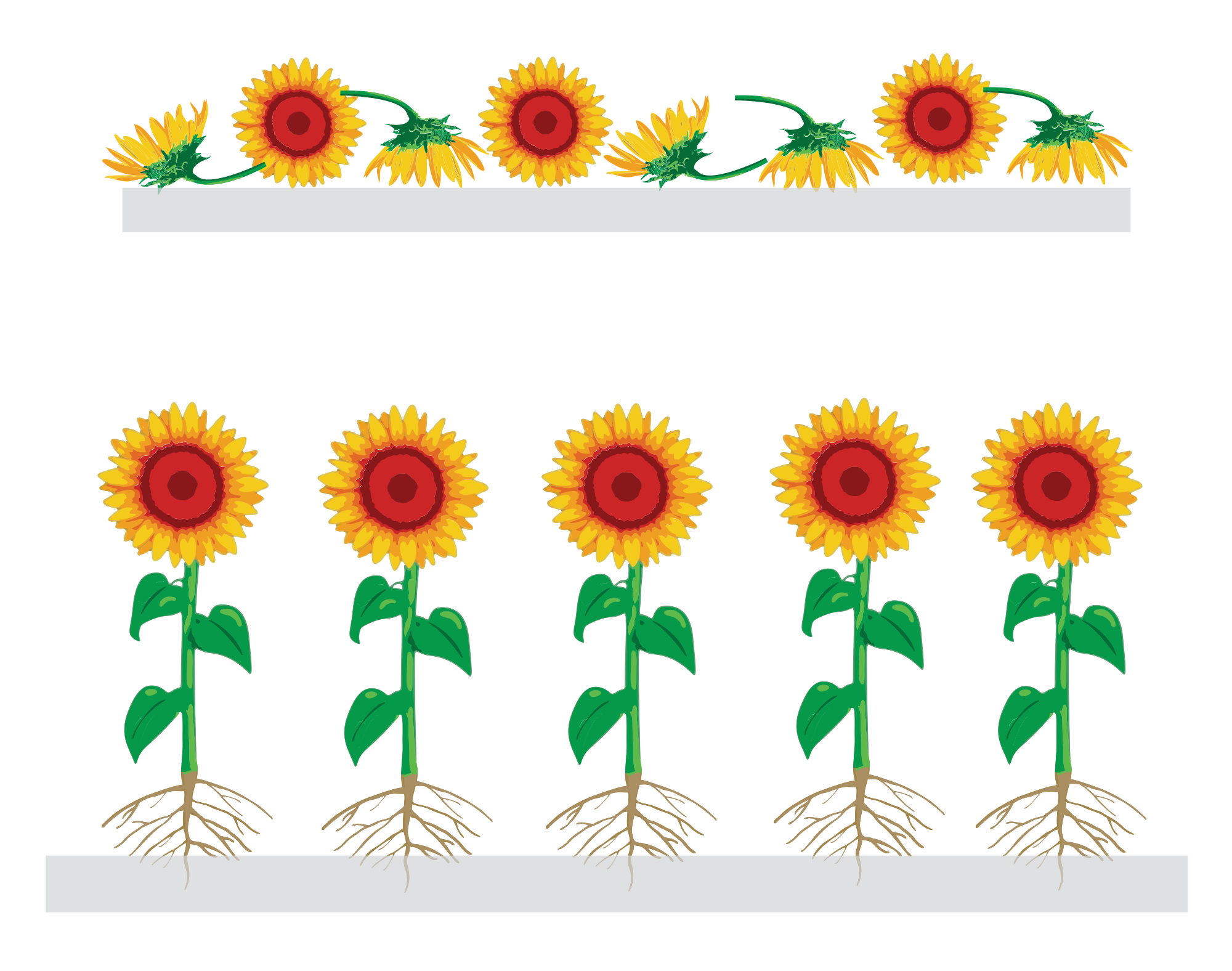 roots clipart sunflower