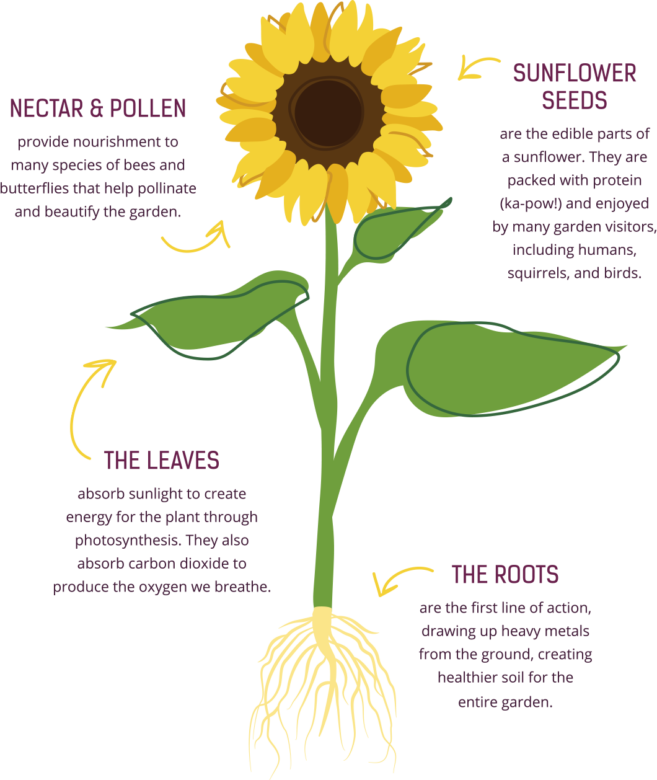 Roots clipart sunflower, Roots sunflower Transparent FREE