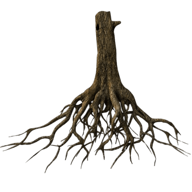 roots clipart tap root
