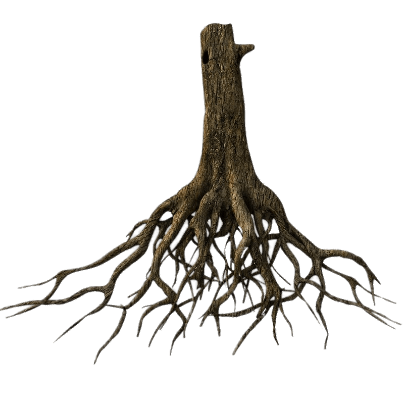 Roots Clipart Tap Root Roots Tap Root Transparent FREE For Download On 