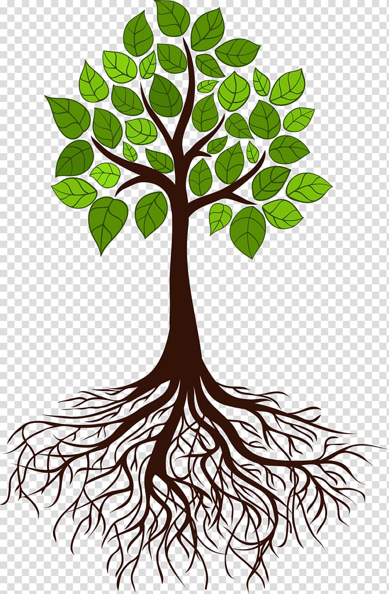 Roots clipart tree branch. Illustration root transparent 