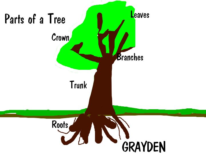 roots clipart tree diagram