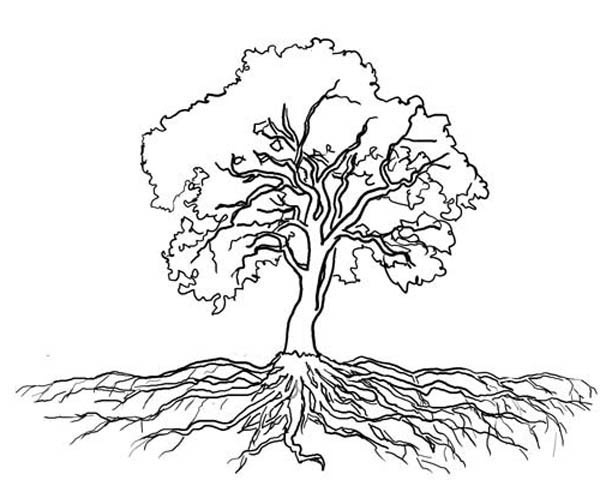 roots clipart tree outline