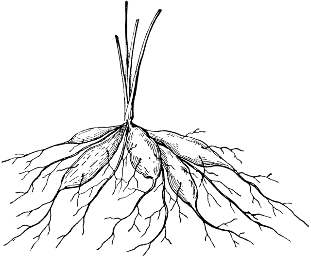 roots clipart tuberous
