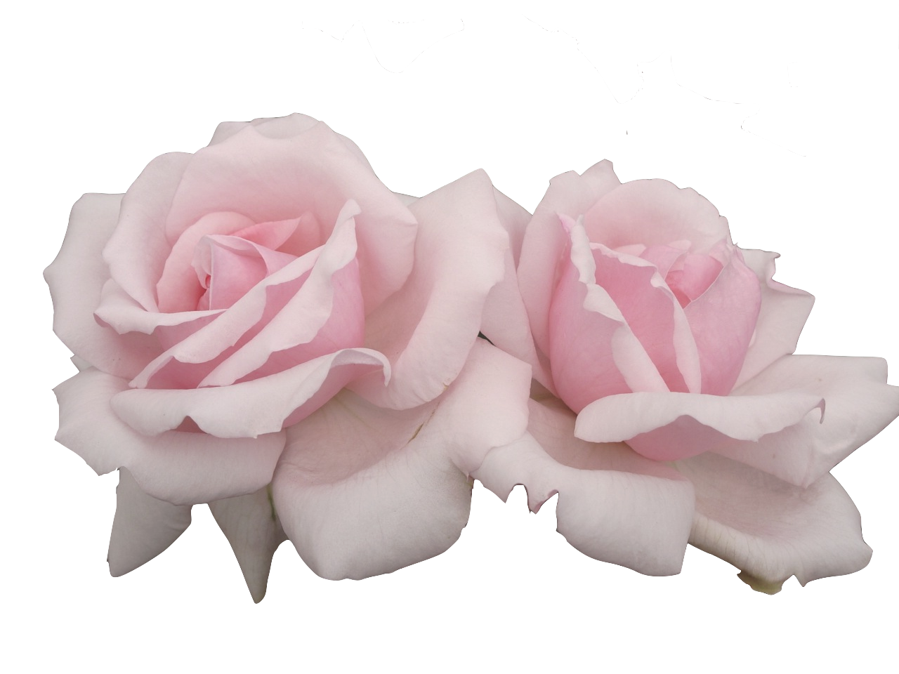 rose clipart aesthetic