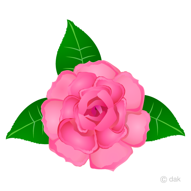 Rose clipart blossom. Pink flower free picture