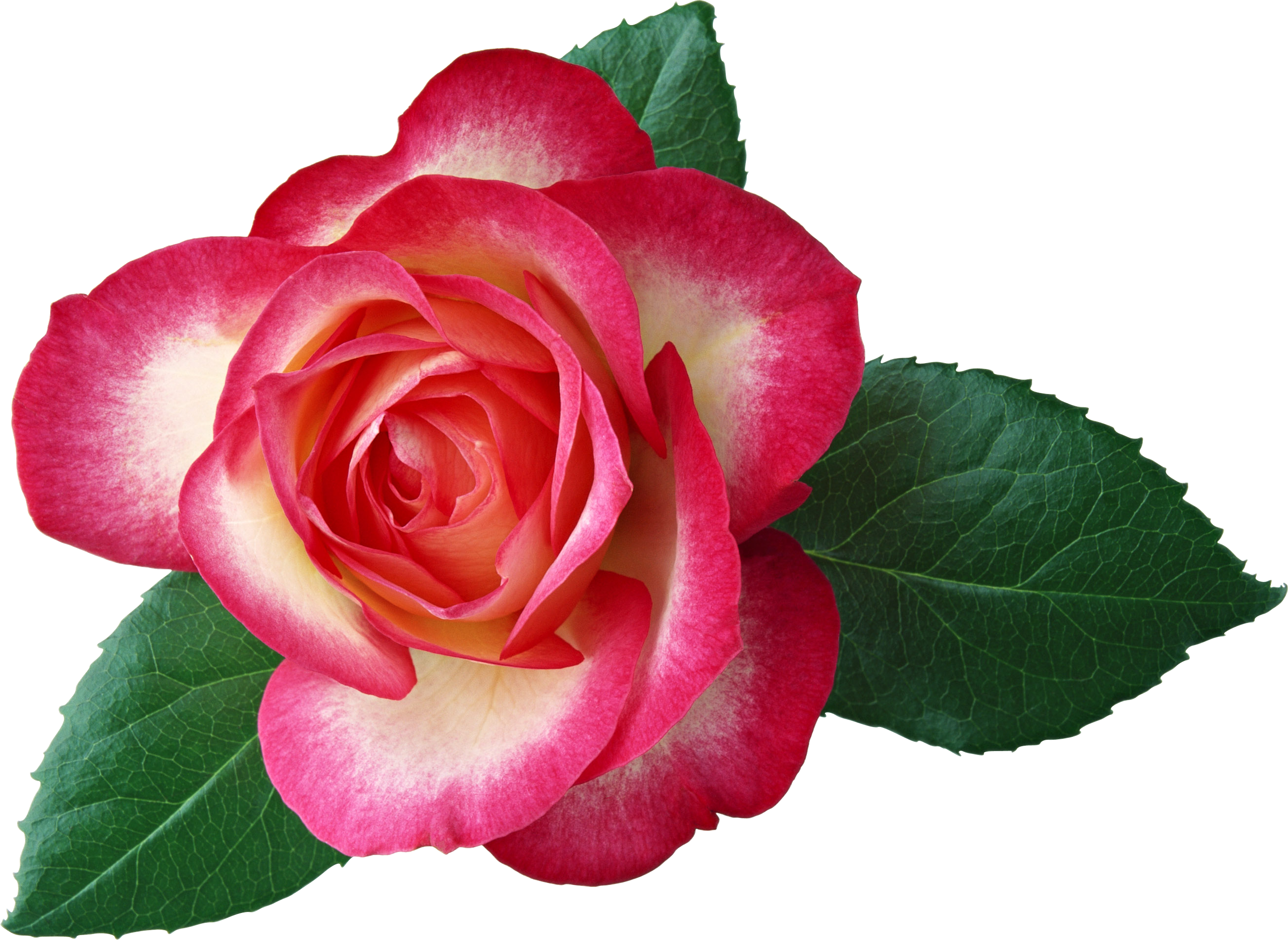 rose clipart high resolution