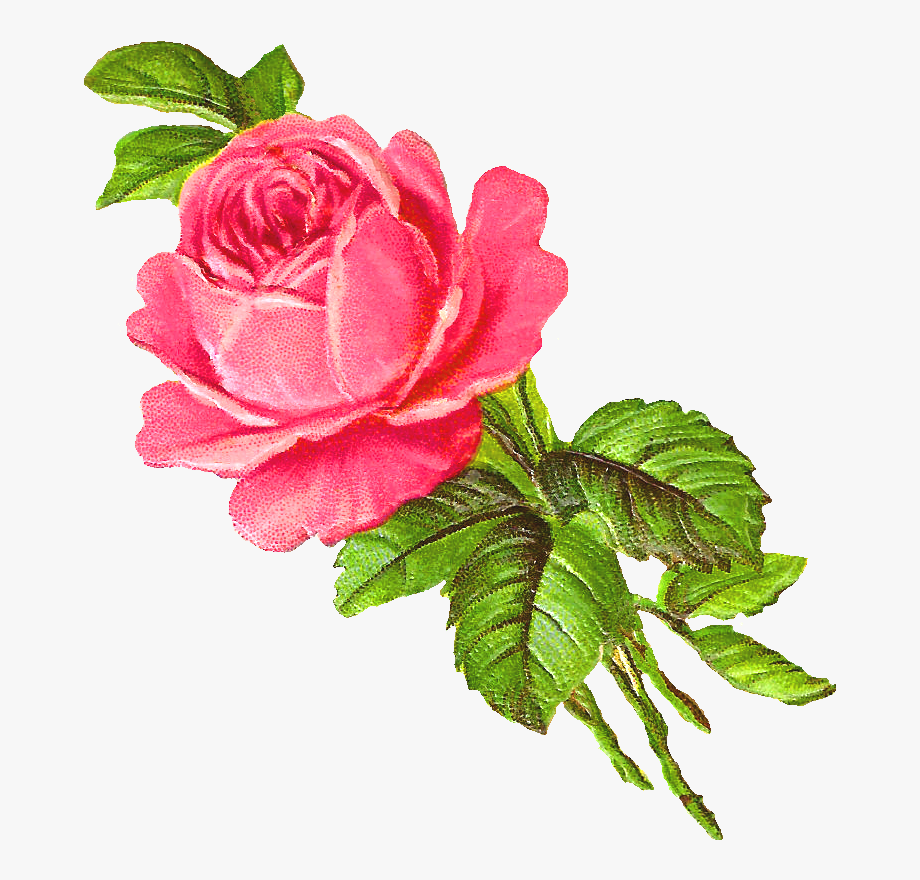 rose clipart illustration
