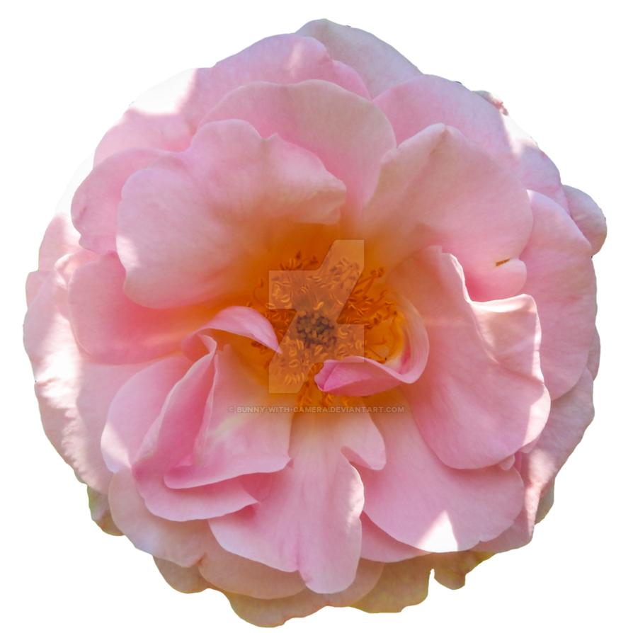 rose clipart peach rose